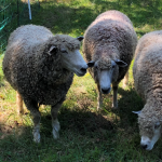 Gallery 1 - Sheep Shearing