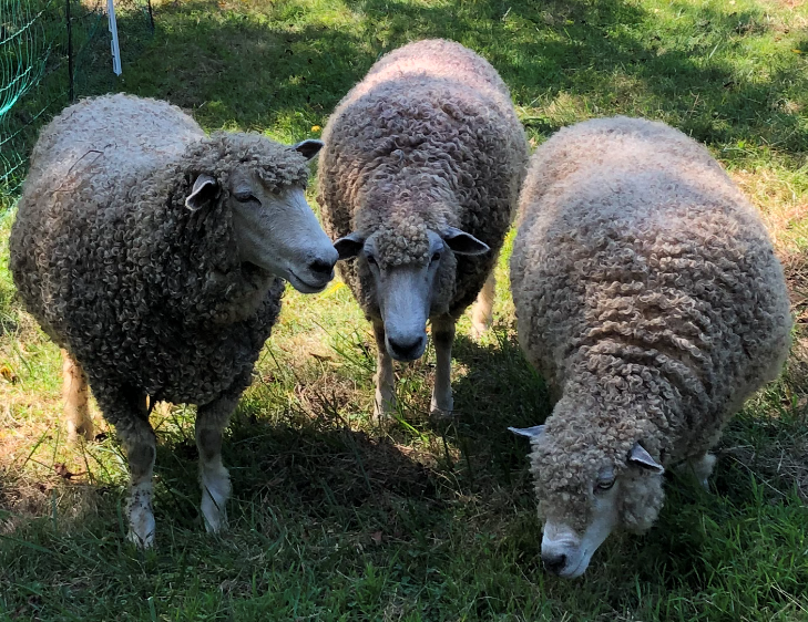 Gallery 1 - Sheep Shearing
