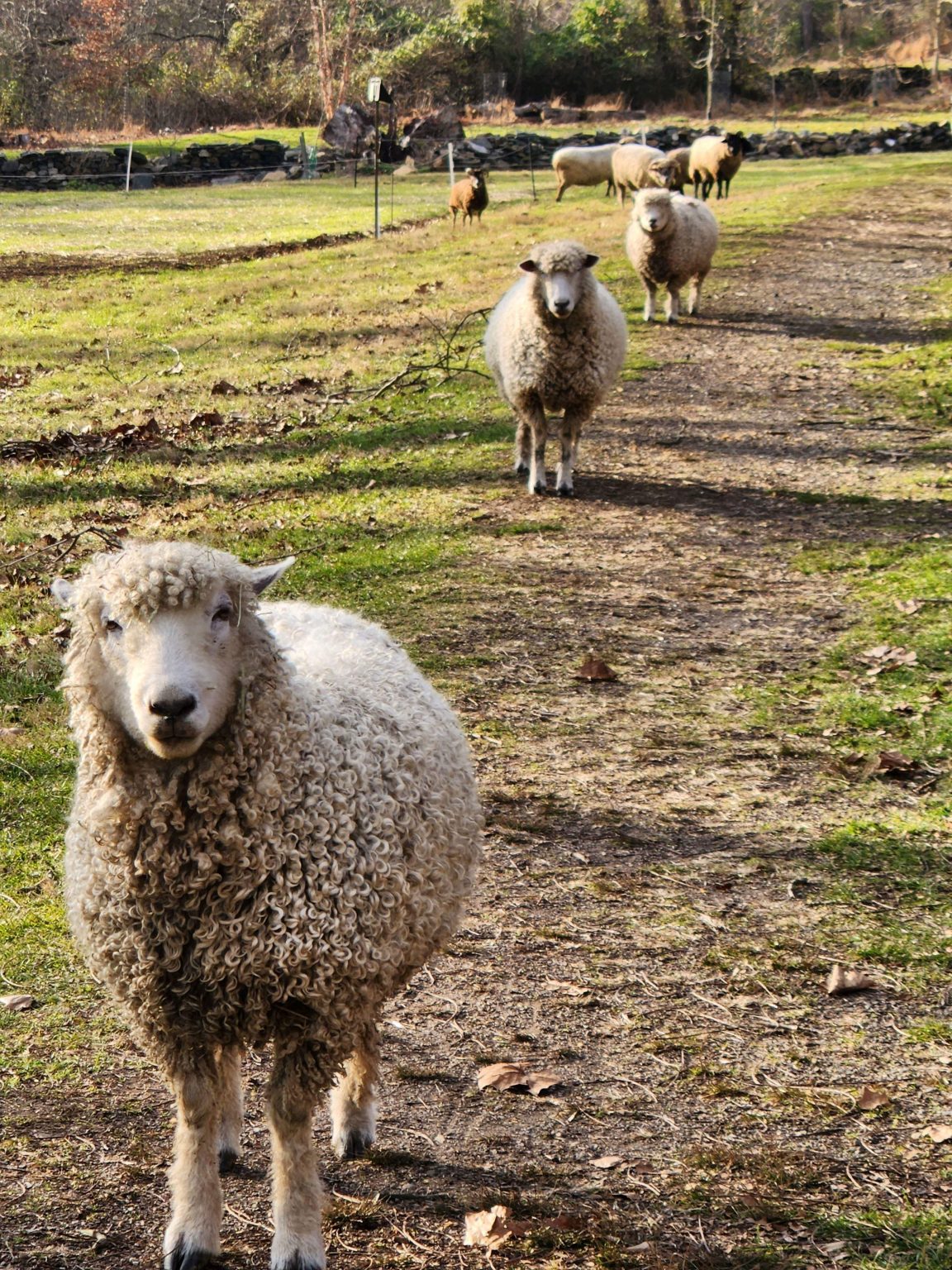 Gallery 2 - Sheep Shearing