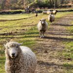 Gallery 2 - Sheep Shearing