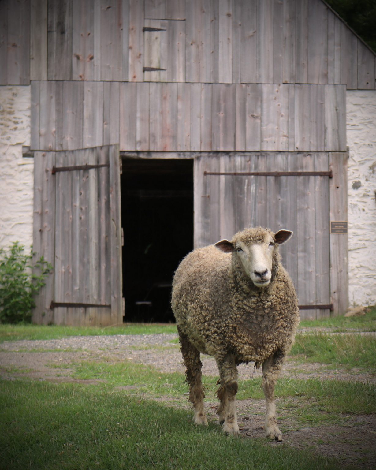 Gallery 3 - Sheep Shearing