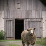 Gallery 3 - Sheep Shearing