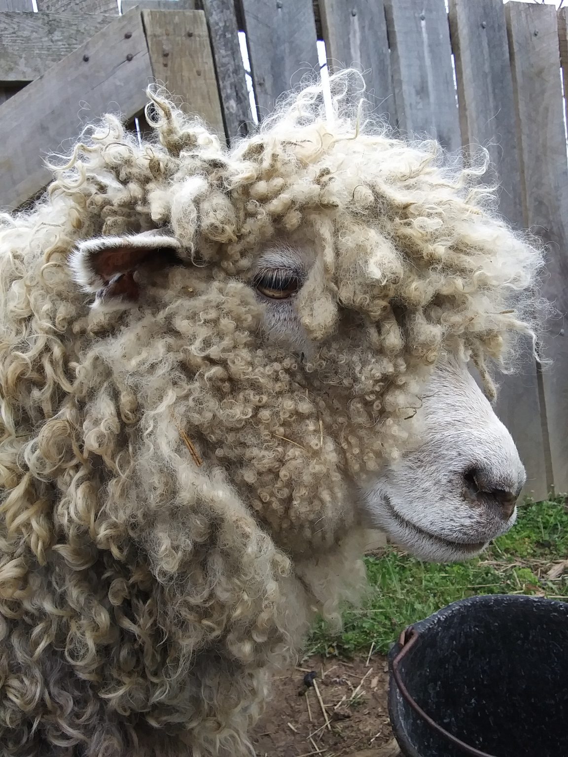 Gallery 4 - Sheep Shearing