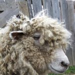 Gallery 4 - Sheep Shearing