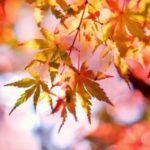 "Art in Nature" with New Horizons at Ashbridge