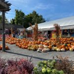 Colonial Gardens Pumpkinland