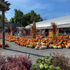 Colonial Gardens Pumpkinland