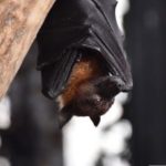The Secrets of Animal Behavior at New Horizons: Halloween Edition